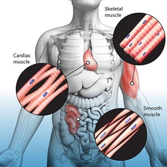 Cause, sintomi e diagnosi di spasmo dei vasi coronarici