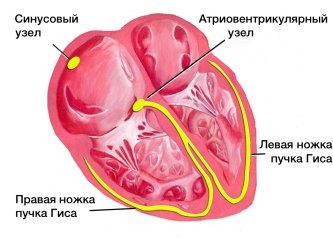 Příznaky srdečních patologií u žen