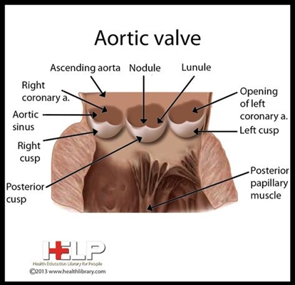 Tutto sulla valvola mitrale: anatomia, fisiologia e malattia