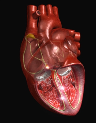 Rheumatic heart disease: symptoms, diagnosis and treatment