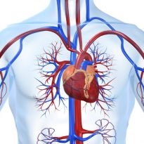 Příznaky, typy a léčba kardiomyopatie u dospělých
