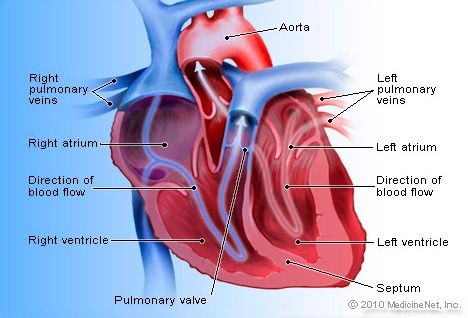 Aortas sirds defekti: veidi un simptomi auskulācijā