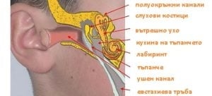 Какви са метаболитните промени в миокарда