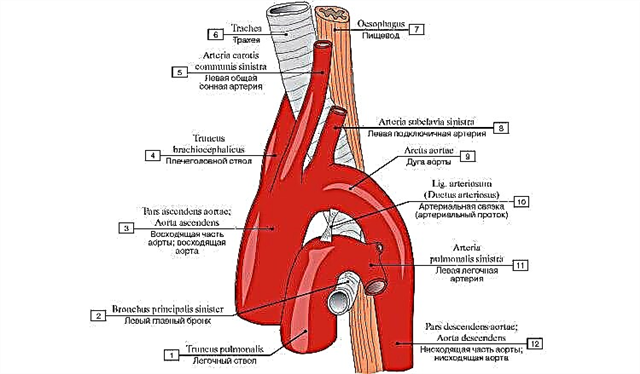 Funksjon og struktur av aortabuen og dens grener