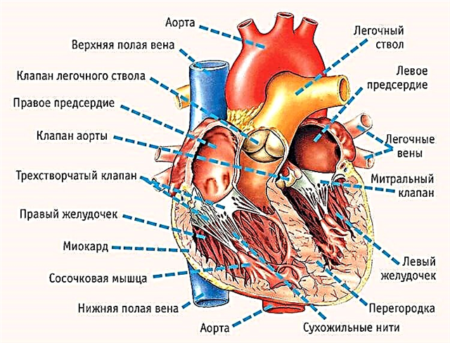 Kalbin sağ ventrikülünün yapısı ve işlevi