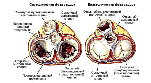 The work of the pulmonary valve: indicators and their interpretation