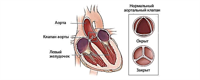 Aortaklaffens struktur och funktion