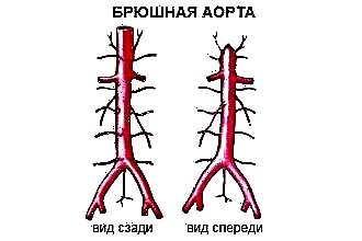 A estrutura e parâmetros da aorta abdominal
