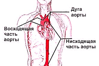 Umiestnenie, funkcia a veľkosť aorty