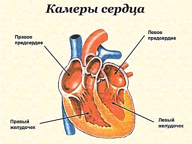 Всичко за структурата и работата на човешкото сърце: достъпно за комплекса
