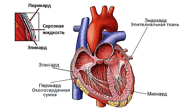 How is the myocardium arranged and what work does it do?