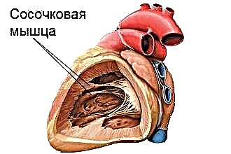 The papillary muscles of the heart: what are they for and what are they responsible for?