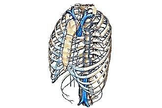 Anatomi, fungsi dan penyakit vena kava