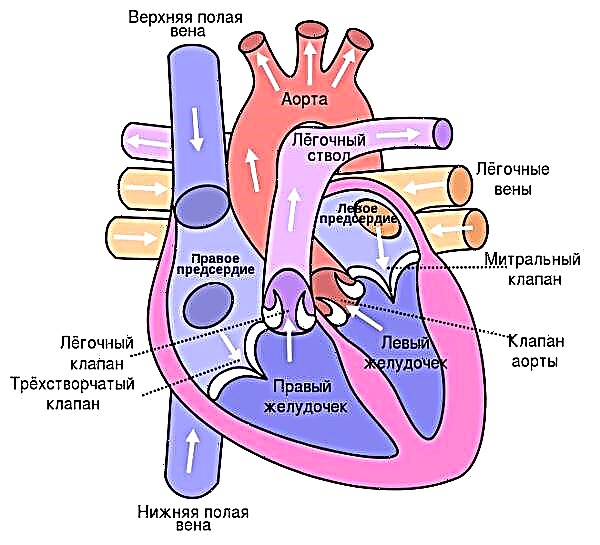Linker ventriculaire atrofie