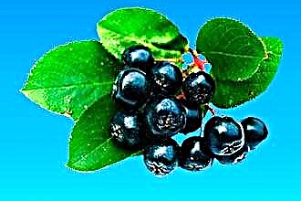 How does chokeberry affect pressure?