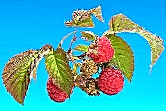How does raspberry affect blood pressure?