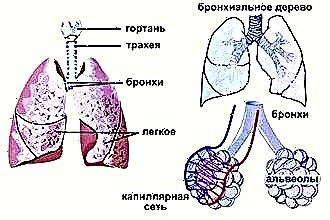 Ciri-ciri anatomi dan fungsi laring