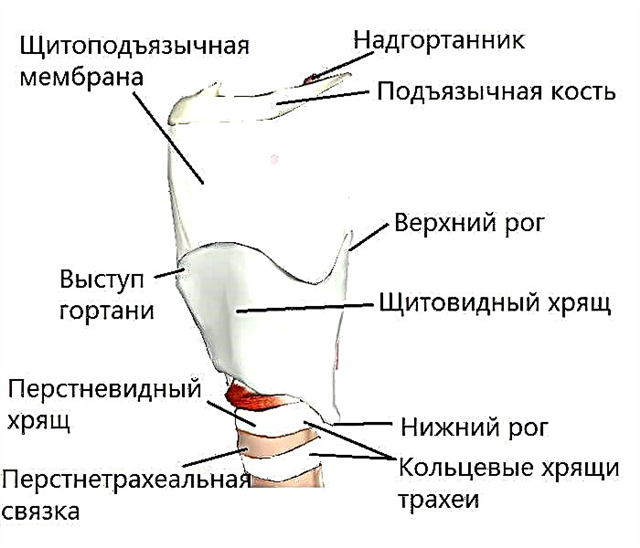 Laryngeální chrupavka