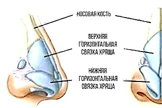 Nosies kremzlės struktūra ir funkcija