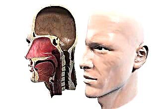 Anatomía de la nariz humana