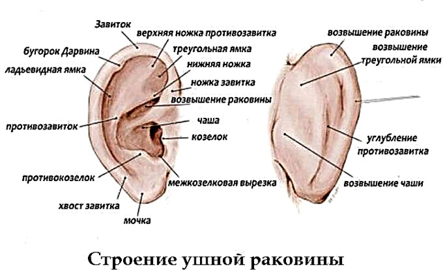 Anatomska struktura ljudske ušne školjke