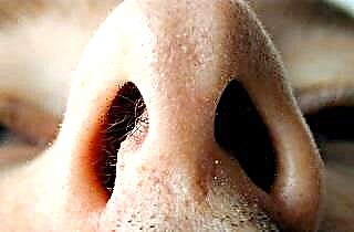 Penyebab dan konsekuensi dari septum hidung yang menyimpang