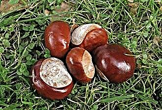 How to treat sinusitis with chestnut?